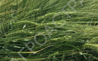 ПРИАЗОВСКИЙ 9