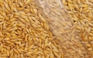 Ячмень на фоне с прозрачной линейкой - РЕЙДЕР