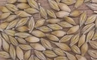 Ячмень на деревянной поверхности - Росава (дв.) / Росава