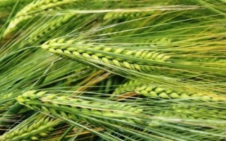 Зеленые колосья ячменя на фоне поля - Скарпия