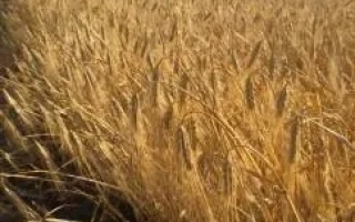 Селена стар