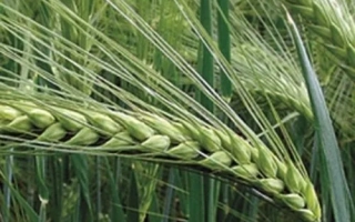 Скарб Пальмири