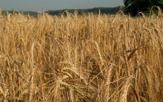 Поле ячменя на фоне неба - Талан