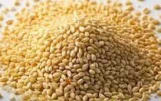 Кучка ячменя на светлом фоне - Тамань