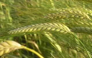 Зеленые колосья ячменя на фоне поля - Трудивник