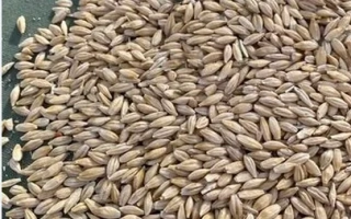 ВОРСИНСКИЙ 2