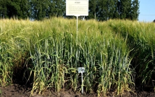 Поле ячменя с табличкой ЗНАНИЙ - Знатный