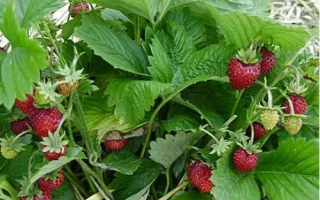 Александрина