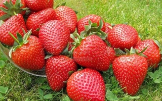 Клубника на зелёной траве - Алёнушка