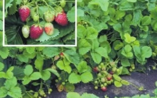 Клубника на растении с красными и зелеными ягодами - Барабинская