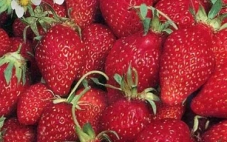 Крупный план свежих красных клубничных ягод с зелеными листьями и цветками - БАРОН СОЛЕМАХЕР