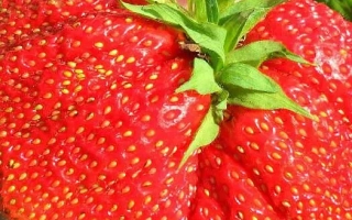 Крупный план ягоды земляники в руке - БОРОВИЦКАЯ