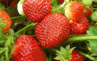 Крупные красные ягоды земляники Царскосельская на зелёных листьях