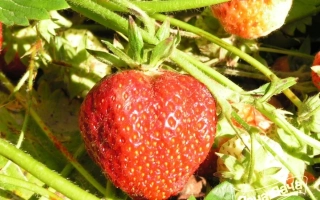 Деснянка Кокинская