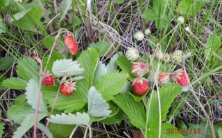 ДрисСтроуФортиНайн