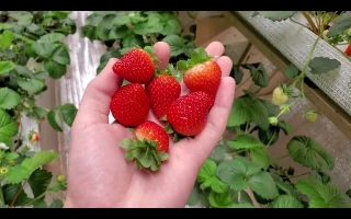 ДрисСтроуФортиСевен