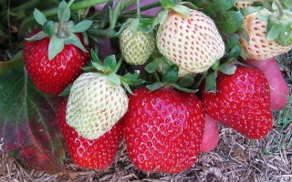Клубника Елизавета 2 на гряде с красными и белыми ягодами