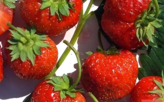 Крупные красные ягоды земляники на ветвях - Эстафета