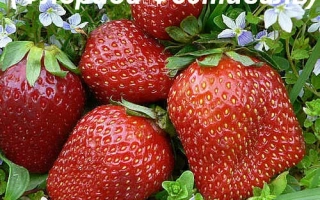 Флорида Фестиваль