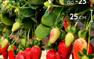 Гирлянда из клубники с ягодами и листьями