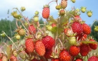 Хибинская Красавица