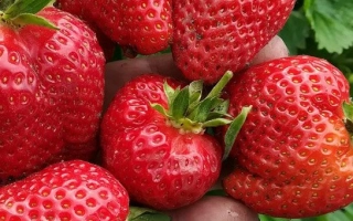 Крупный план свежей клубники в руке на фоне зелени - ХОЛИДЕЙ