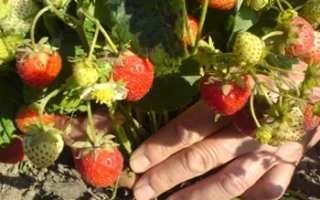 Клубника на кусте с рукой, собирающей ягоды - ЙОШКАРОЛИНКА