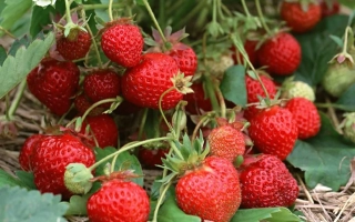 Калинка | KALINKA — клубника на грядке