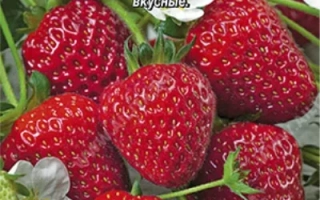 Пакет семян клубники Кокетка с изображением ягод и цветка