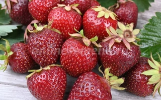 Кокинская Ранняя