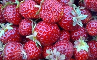 Красноярка