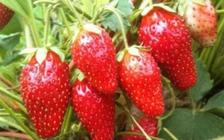 Львовская ранняя