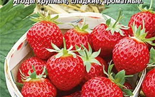 Пакет семян земляники Любаша с изображением свежих ягод