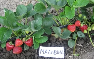 Мальвина