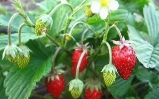 Клубника на растении с красными и зелеными ягодами - НАЙДЕНА ДОБРАЯ