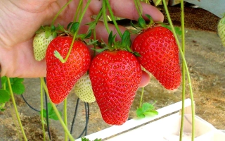 Клубника на ветвях, красные и зеленые ягоды - НФ 205