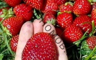 Крупный план свежей клубники на фоне грядки - НФ 311