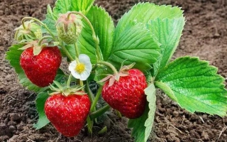 Клубника на грядке с цветами и листьями - ПАМЯТИ ЗУБОВА