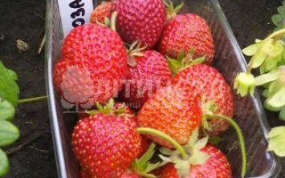 Розана киевская