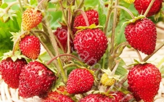 Клубника Руйана на ветвях с ягодами и цветами - Руяна