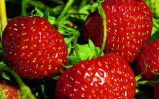 Зенга Зенгана