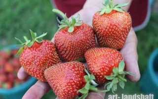 Рука держит свежие клубнику на фоне зелёной листвы - СЛОНЕНОК