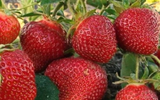 Юния Смайдс