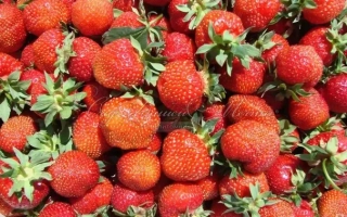 Крупный план свежей клубники - УРОЖАЙНАЯ ЦГЛ