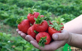 Рука держит свежие ягоды земляники на фоне зелёного поля - ВИМА КИМБЕРЛИ