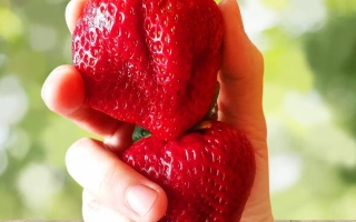 Рука держит две крупные красные ягоды земляники на деревянной поверхности. - ВИМА КСИМА