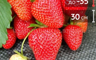 Крупные красные ягоды земляники на темном фоне - ВИМА РИНА