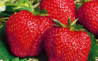 Крупные красные ягоды клубники на зелёных листьях и соломе - ВИМА ЗАНТА