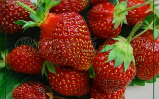 Клубника Забелинская на зелёном фоне