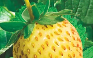 Пакет семян земляники Золотинка с изображением ягоды